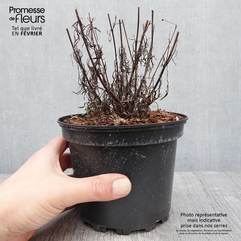 Exemplar von Mädchenauge Red Satin - Coreopsis verticilliata Topf mit 2L/3L wie im Winter geliefert