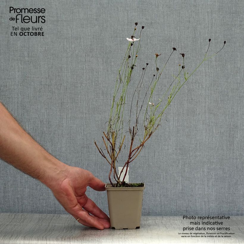 Example of Mädchenauge Sweet Dreams - Coreopsis rosea Kleine Töpfe von 8/9 cm as you get in automne