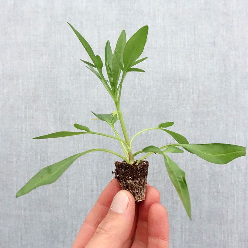 Example of Mädchenauge Uptick Red - Coreopsis Mini-Plug Ø 3/4 cm as you get in printemps