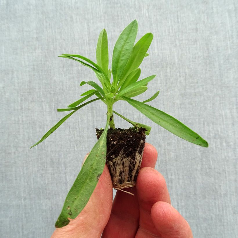 Example of Mädchenauge Uptick Yellow and Red - Coreopsis Mini-Plug Ø 3/4 cm as you get in printemps