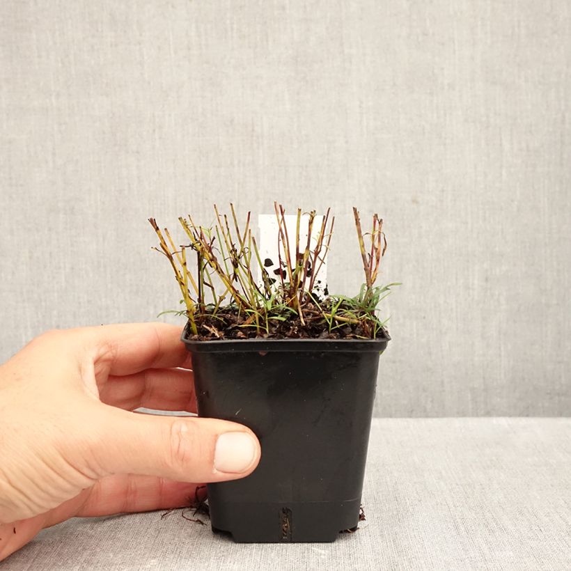 Exemplar von Mädchenauge Sunbeam - Coreopsis verticillata Kleine Töpfe von 8/9 cm wie im Herbst geliefert