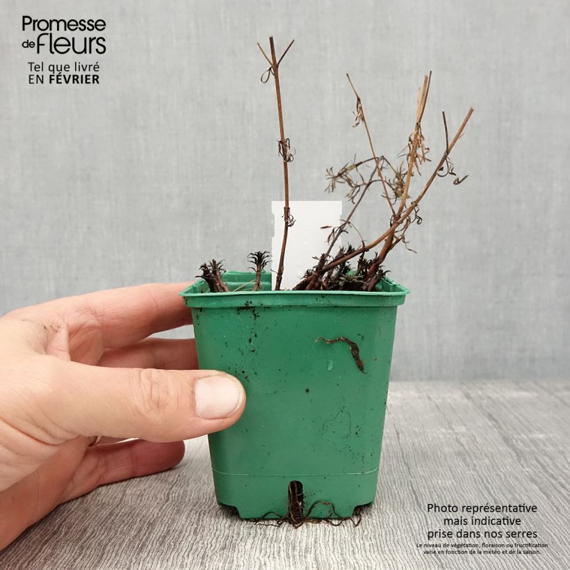 Exemplar von Mädchenauge Sunbeam - Coreopsis verticillata Kleine Töpfe von 8/9 cm wie im Winter geliefert