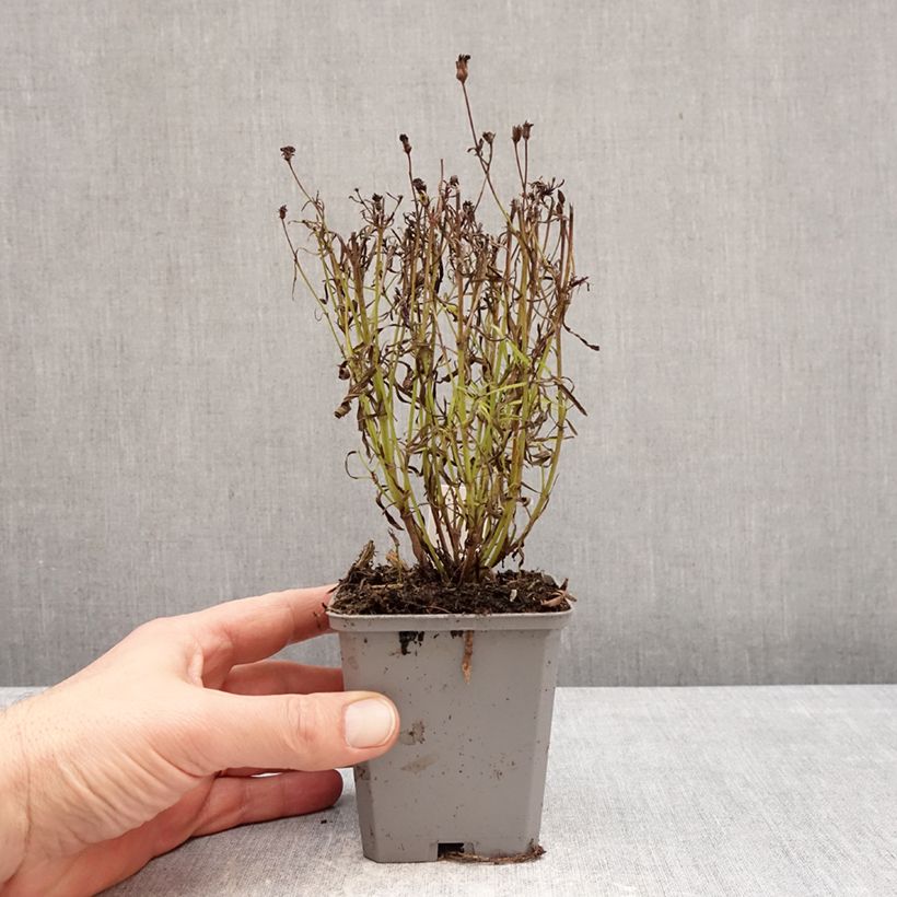 Exemplar von Mädchenauge Ladybird - Coreopsis verticillata Kleine Töpfe von 8/9 cm wie im Winter geliefert