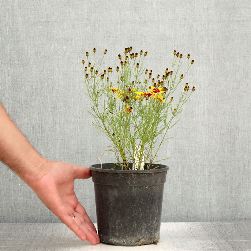 Example of Mädchenauge S&S Curry Up - Coreopsis verticillata Topf mit 2L/3L as you get in ete