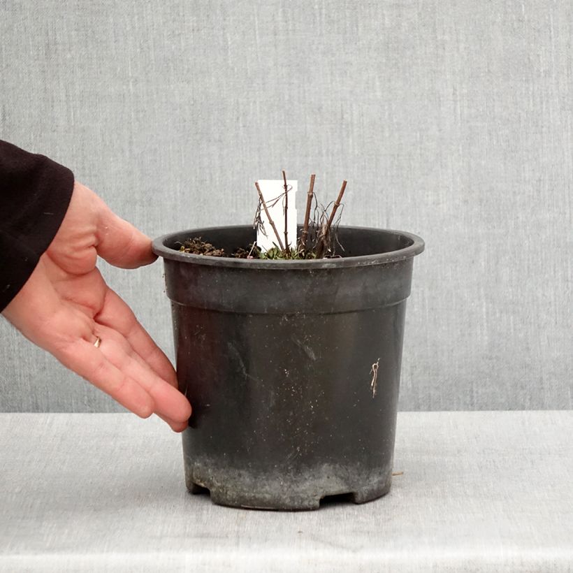 Exemplar von Mädchenauge S&S Curry Up - Coreopsis verticillata Topf mit 2L/3L wie im Frühjahr geliefert