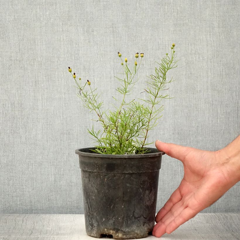 Example of Mädchenauge S&S Sassy Saffron - Coreopsis verticillata Topf mit 2L/3L as you get in ete