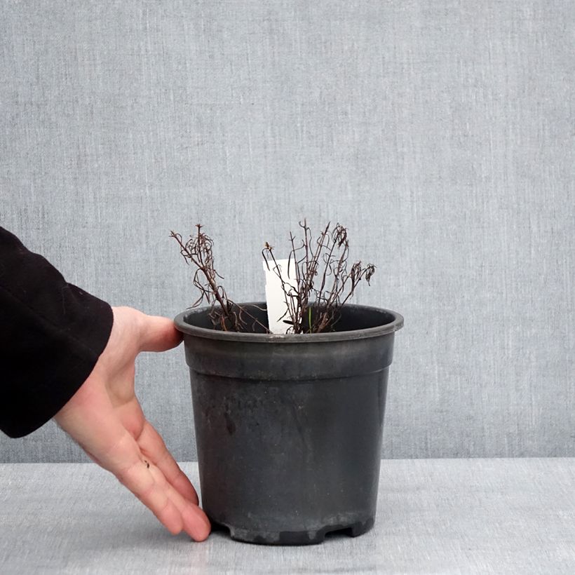 Exemplar von Mädchenauge S&S Sassy Saffron - Coreopsis verticillata Topf mit 2L/3L wie im Winter geliefert