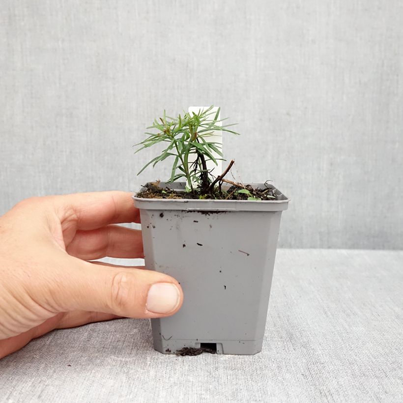 Exemplar von Mädchenauge Zagreb - Coreopsis verticillata Kleine Töpfe von 8/9 cm wie im Herbst geliefert