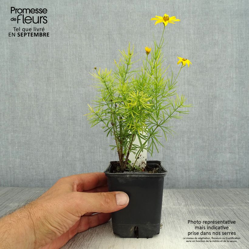 Example of Mädchenauge Zagreb - Coreopsis verticillata Kleine Töpfe von 8/9 cm as you get in ete