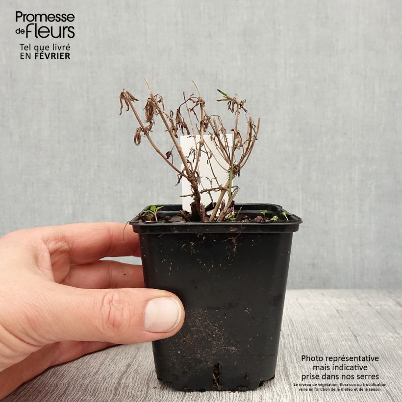 Exemplar von Mädchenauge Zagreb - Coreopsis verticillata Kleine Töpfe von 8/9 cm wie im Winter geliefert