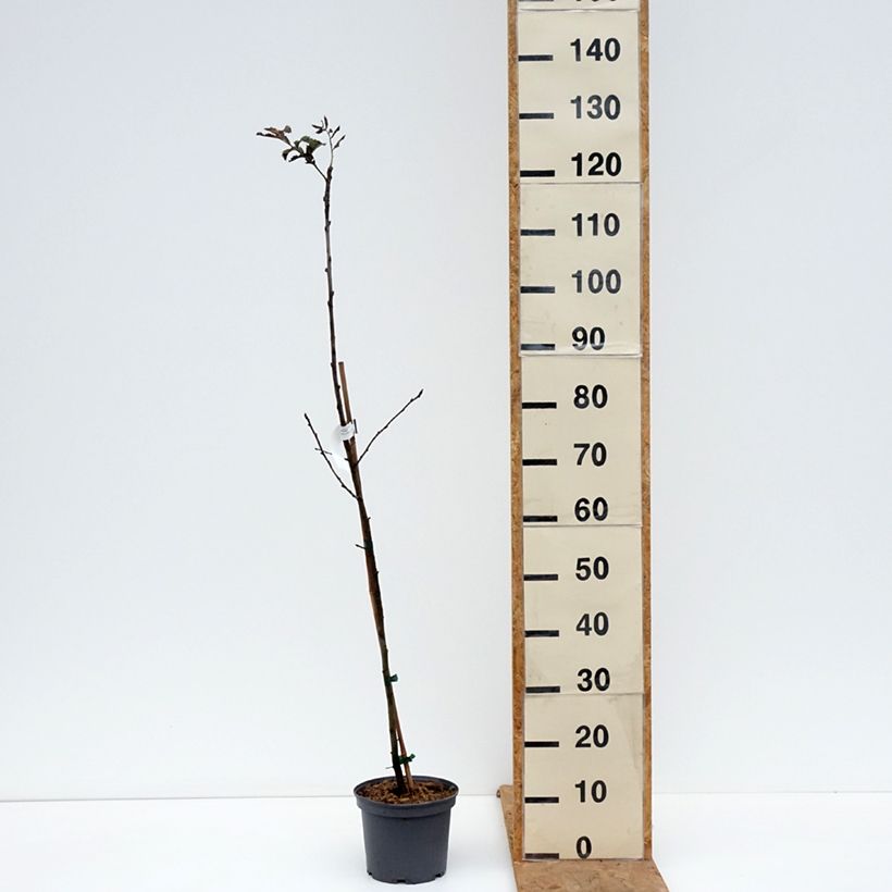 Exemplar von Sorbus domestica Topf mit 3L/4L wie im Herbst geliefert