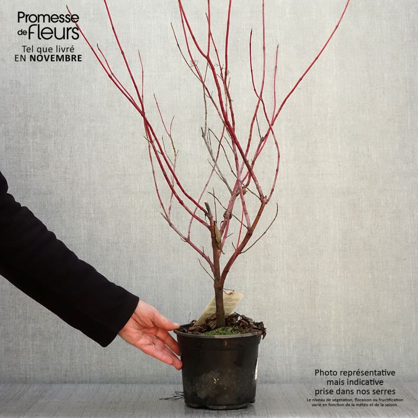 Example of Cornus alba - Weißer Hartriegel Topf mit 2L/3L as you get in automne
