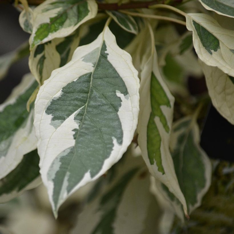 Benthams Hartriegel Variegata - Cornus controversa (Laub)