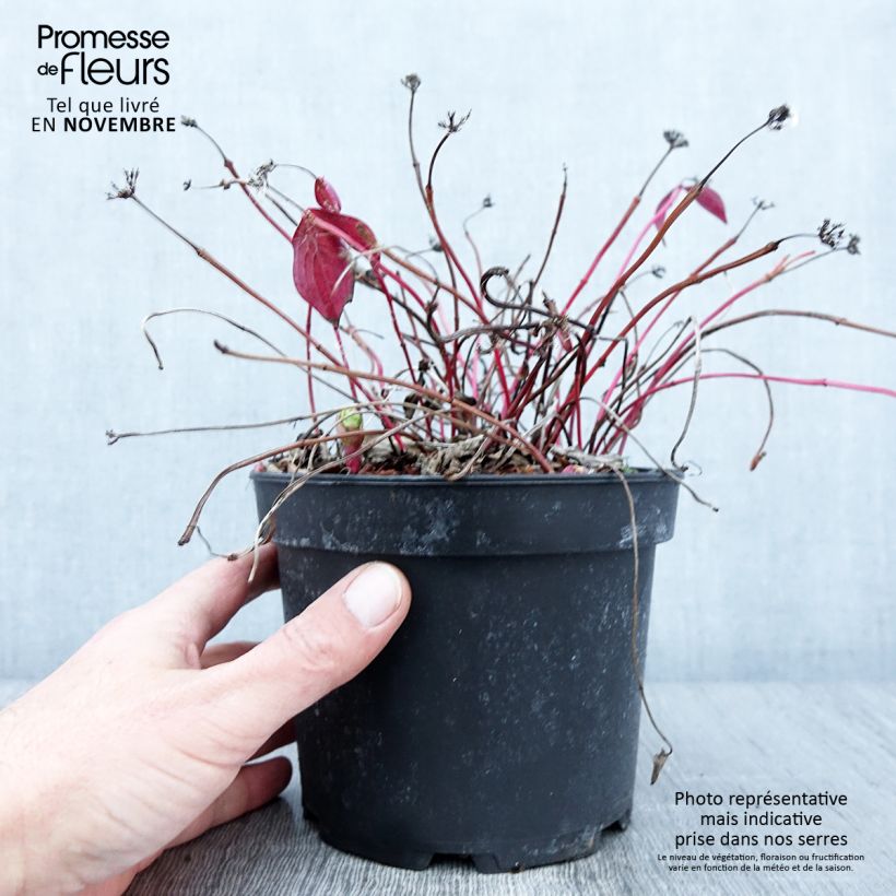 Example of Cornus canadensis - Kanadischer Hartriegel Topf mit 2L/3L as you get in automne