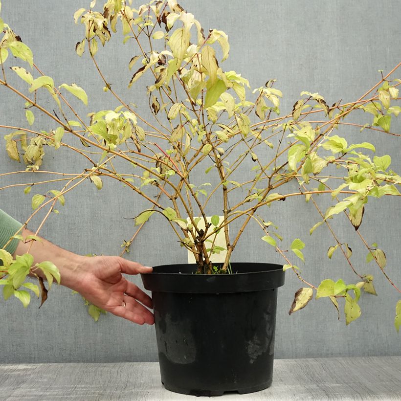 Exemplar von Roter Hartriegel Anny's Winter Orange - Cornus sanguinea Topf mit 7,5L/10L wie im Sommer geliefert