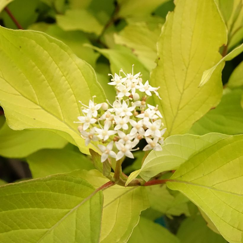 Cornus alba Aurea - Tatarischer Hartriegel (Blüte)