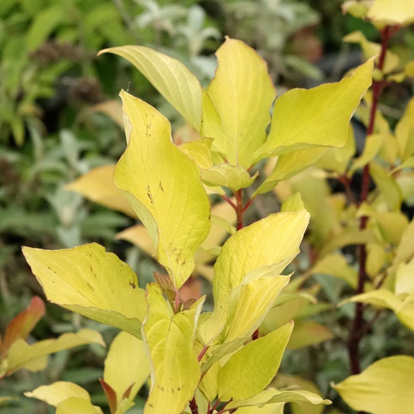 Cornus alba Aurea - Tatarischer Hartriegel (Laub)