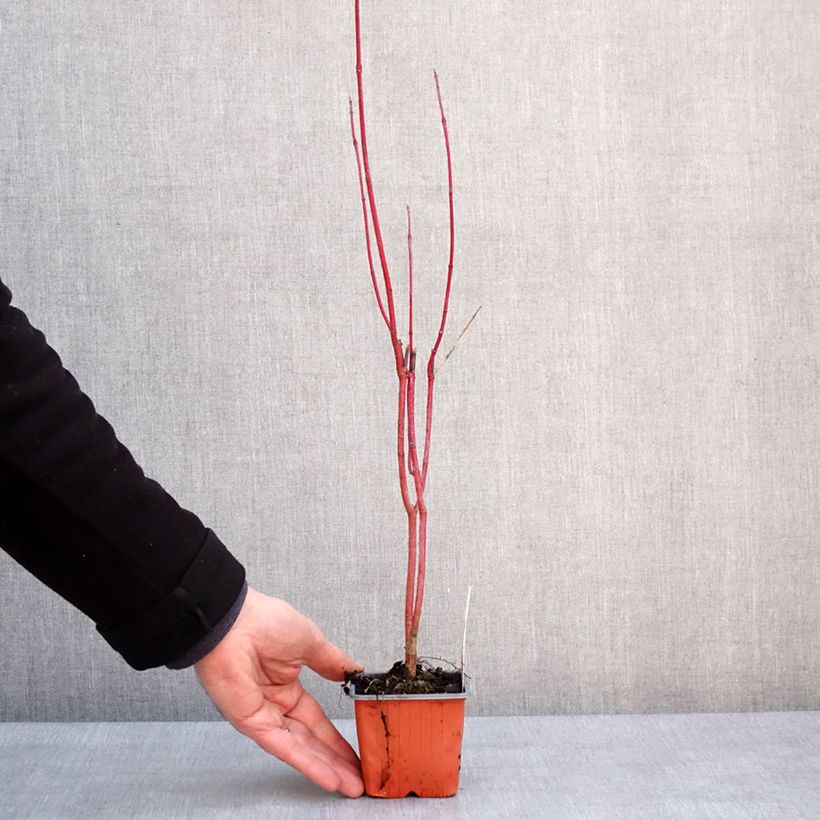 Exemplar von Cornus alba Aurea - Tatarischer Hartriegel Kleine Töpfe von 8/9 cm wie im Winter geliefert