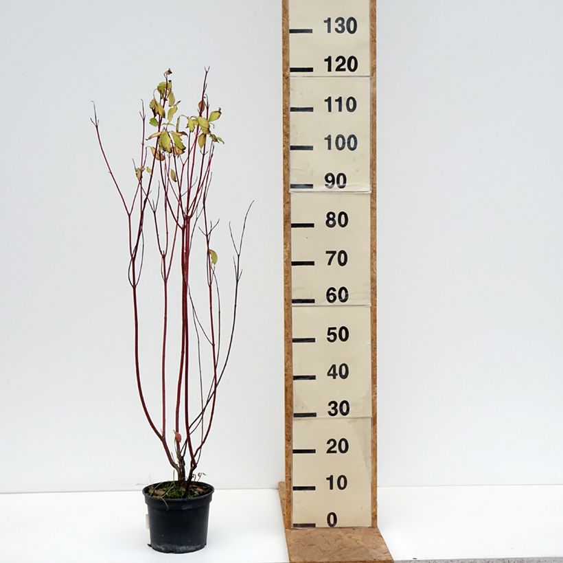 Exemplar von Cornus alba Aurea - Tatarischer Hartriegel Topf mit 2L/3L wie im Herbst geliefert