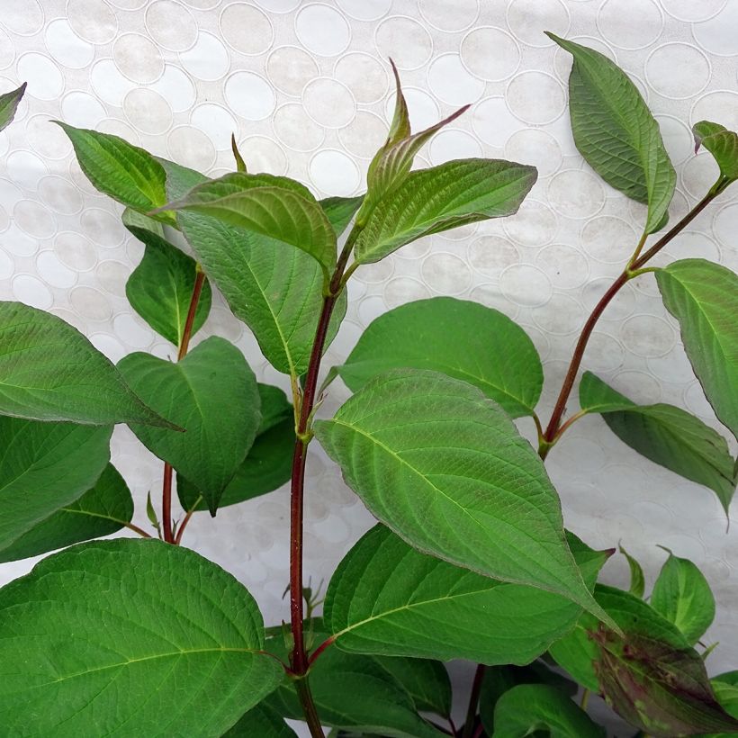 Cornus alba Baton Rouge - Tatarischer Hartriegel (Laub)