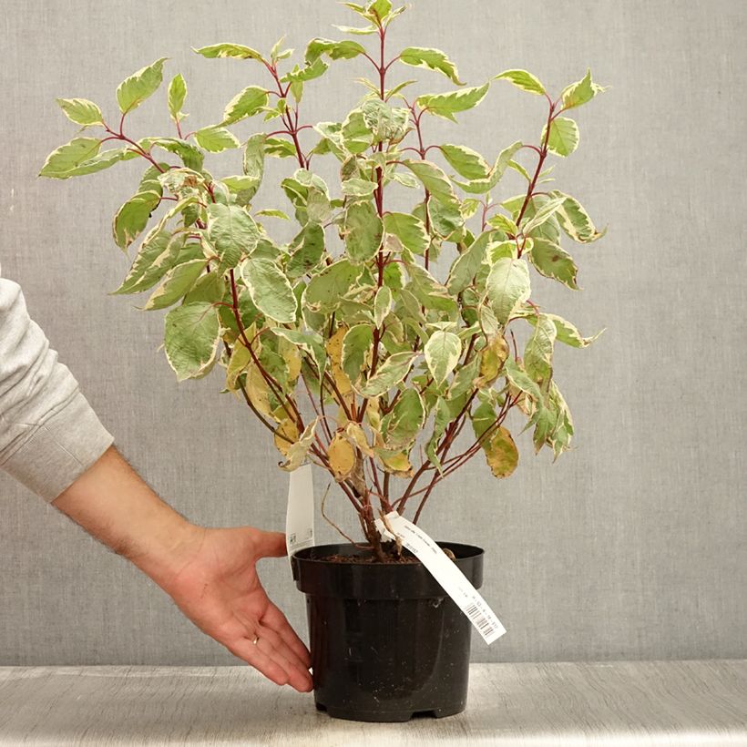 Example of Cornus alba Cream Cracker - Tatarischer Hartriegel Topf mit 2L/3L as you get in automne
