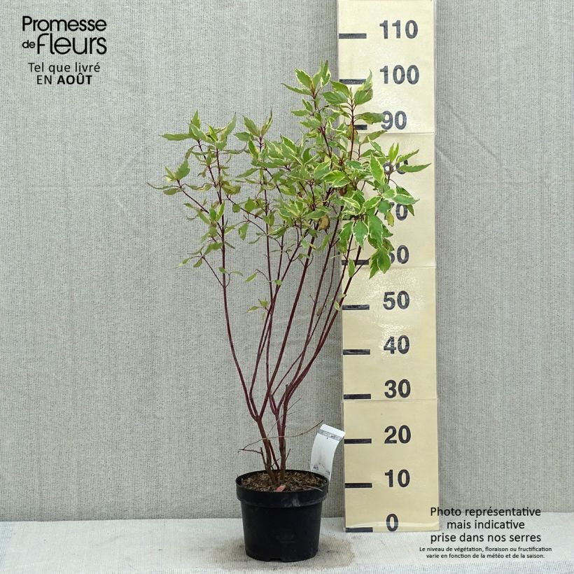 Exemplar von Cornus alba Cream Cracker - Tatarischer Hartriegel Topf mit 2L/3L wie im Sommer geliefert