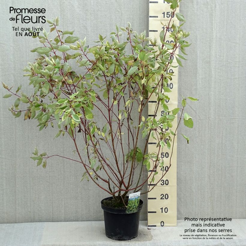 Exemplar von Cornus alba Cream Cracker - Tatarischer Hartriegel Topf mit 7,5L/10L wie im Sommer geliefert