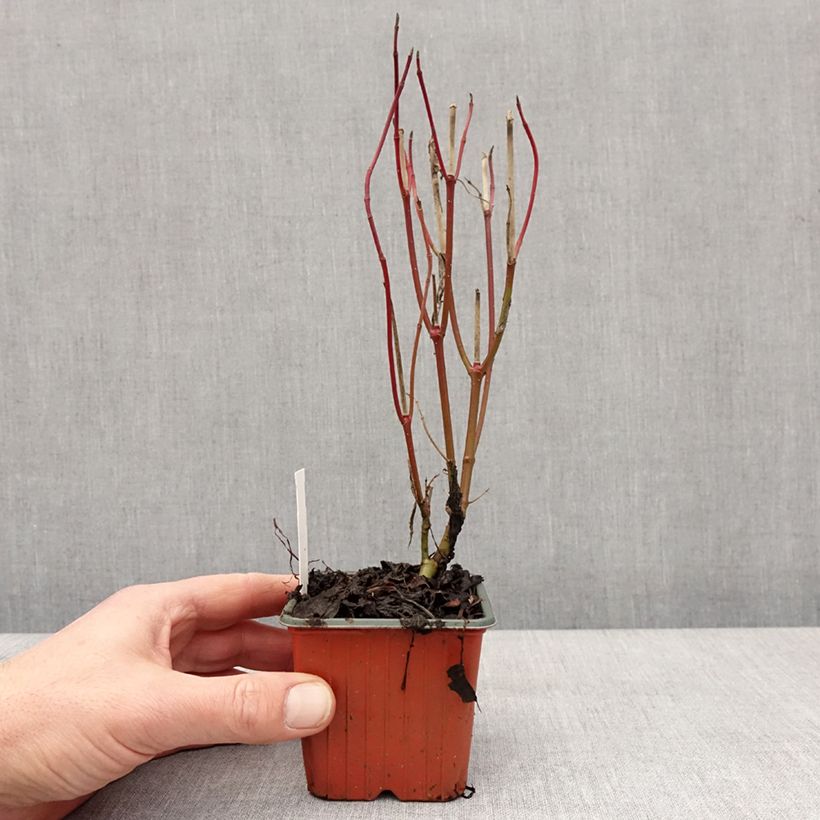 Example of Cornus alba Elegantissima - Tatarischer Hartriegel Kleine Töpfe von 8/9 cm as you get in hiver