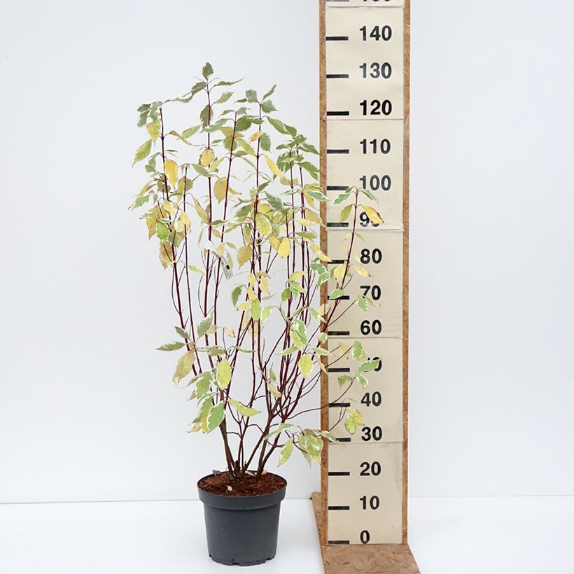 Exemplar von Cornus alba Elegantissima - Tatarischer Hartriegel Topf mit 7,5L/10L wie im Herbst geliefert