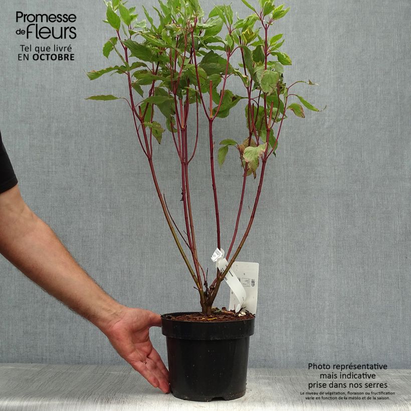 Example of Cornus alba Gouchaultii - Tatarischer Hartriegel Topf mit 3L/4L as you get in automne