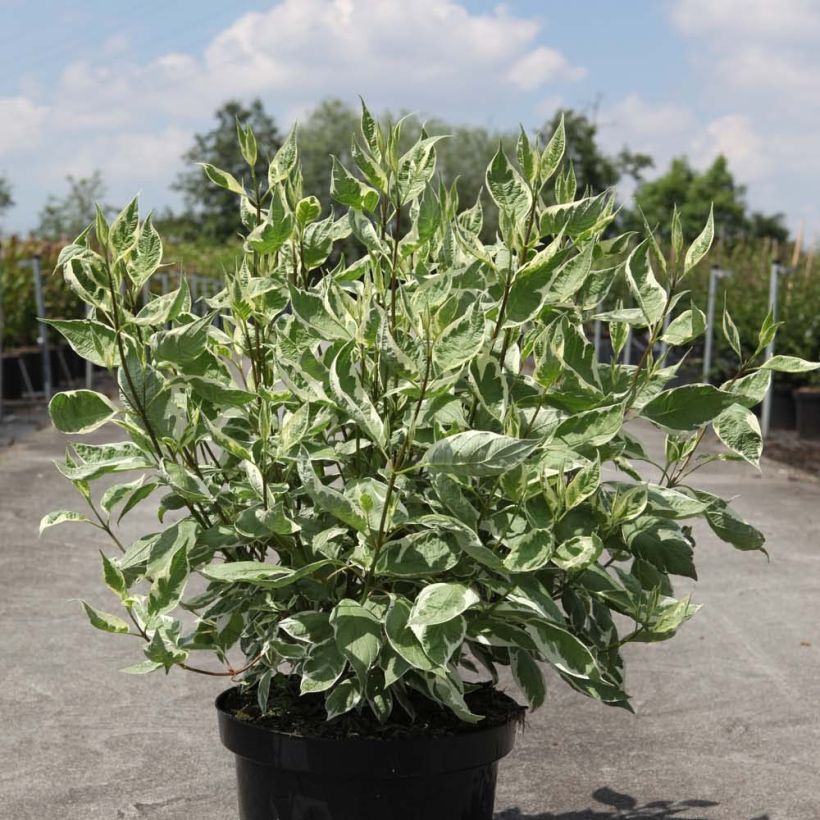 Cornus alba Ivory Halo - Tatarischer Hartriegel (Hafen)