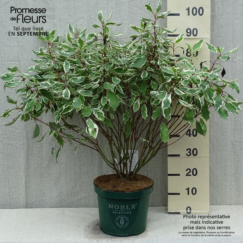 Example of Cornus alba Ivory Halo - Tatarischer Hartriegel Topf mit 7,5L/10L as you get in ete
