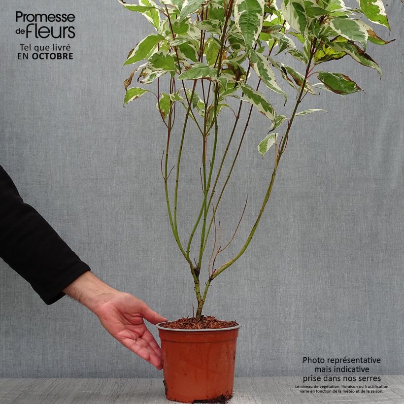Example of Cornus alba Ivory Halo - Tatarischer Hartriegel Topf mit 3L/4L as you get in automne