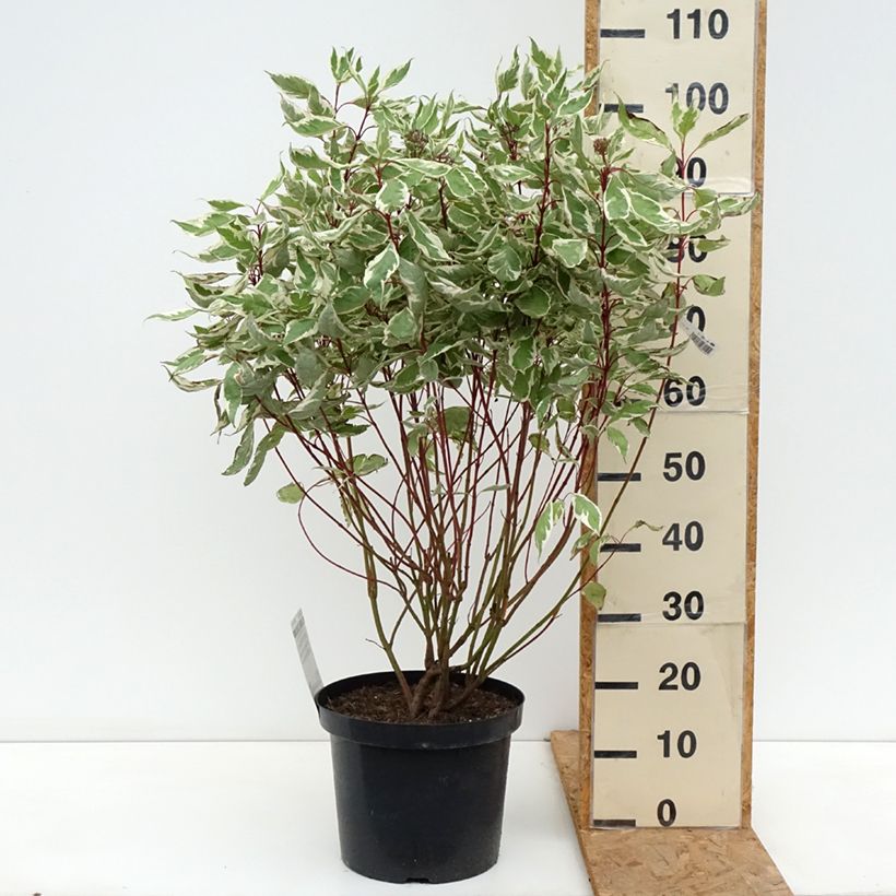 Exemplar von Cornus alba Ivory Halo - Tatarischer Hartriegel Topf mit 7,5L/10L wie im Herbst geliefert