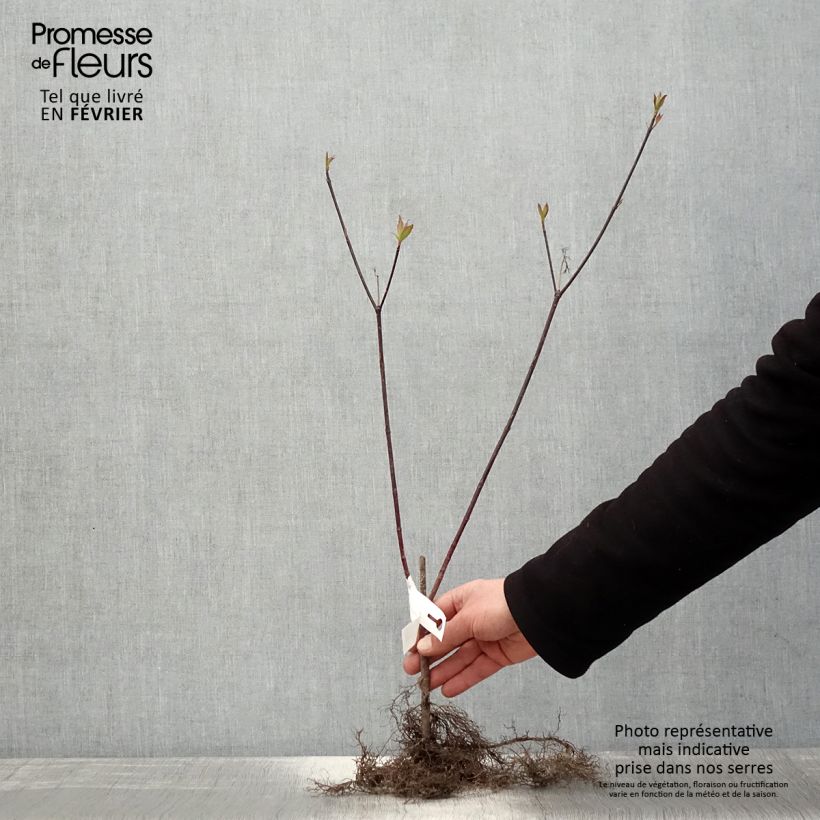 Example of Cornus alba Kesselringii - Tatarischer Hartriegel Wurzelnackt as you get in hiver