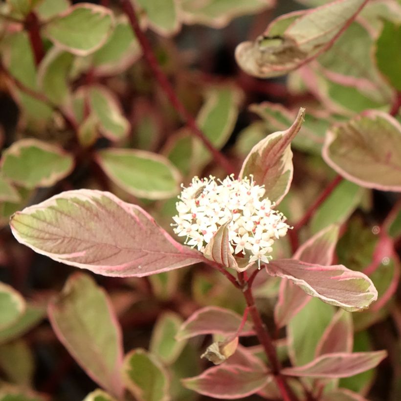 Cornus alba Miracle - Tatarischer Hartriegel (Blüte)