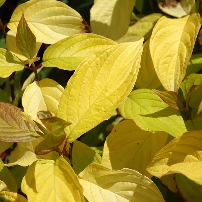 Cornus alba Neon Burst - Tatarischer Hartriegel (Laub)