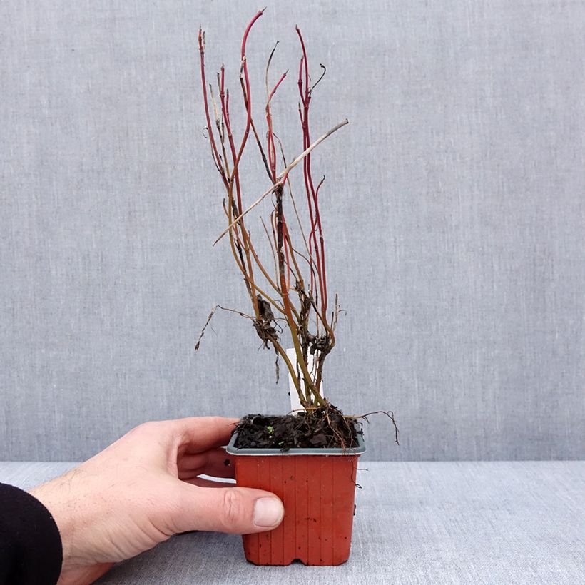 Example of Cornus alba Neon Burst - Tatarischer Hartriegel Kleine Töpfe von 8/9 cm as you get in hiver