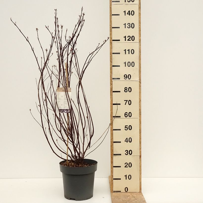 Exemplar von Cornus alba Nightfall - Tatarischer Hartriegel Topf mit 12L/15L wie im Frühjahr geliefert