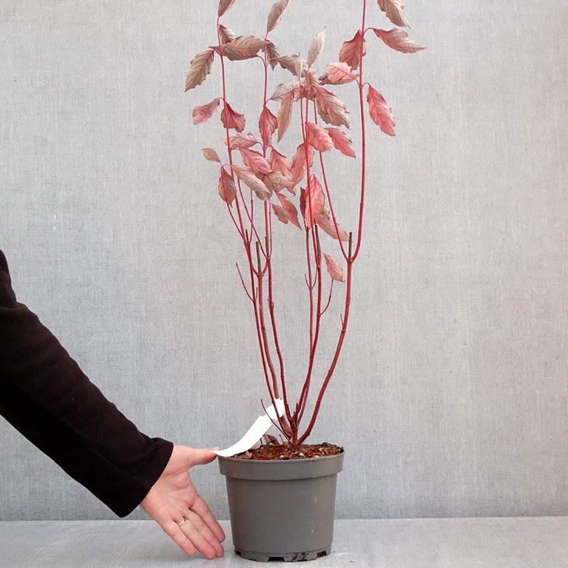 Exemplar von Cornus alba Nightfall - Tatarischer Hartriegel Topf mit 3L/4L wie im Herbst geliefert