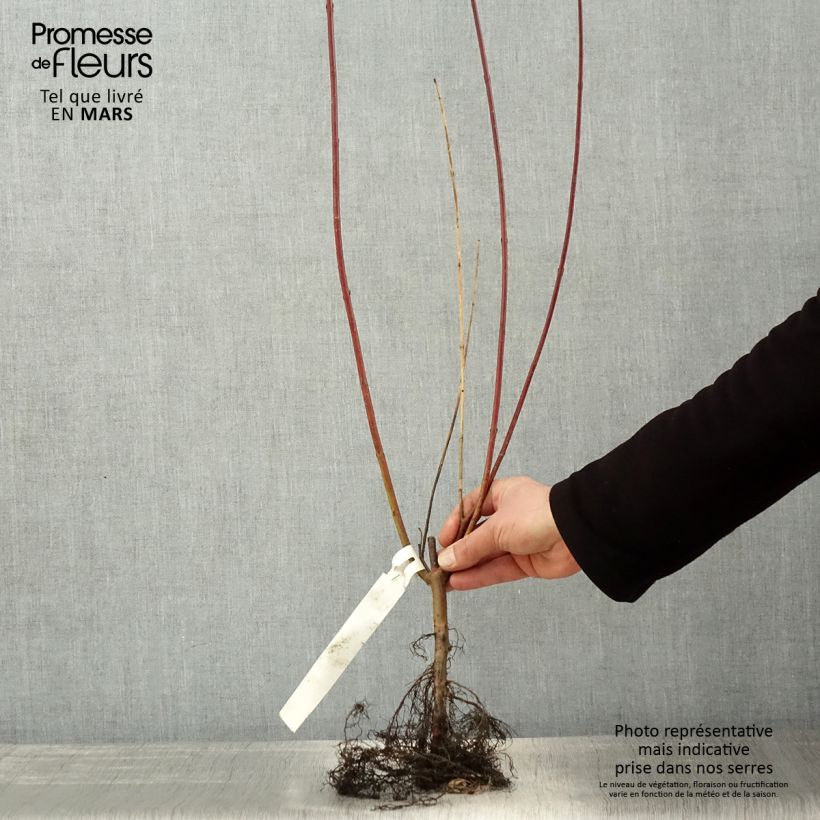 Exemplar von Cornus alba Sibirica - Tatarischer Hartriegel Wurzelnackt, Strauch wie im Frühjahr geliefert