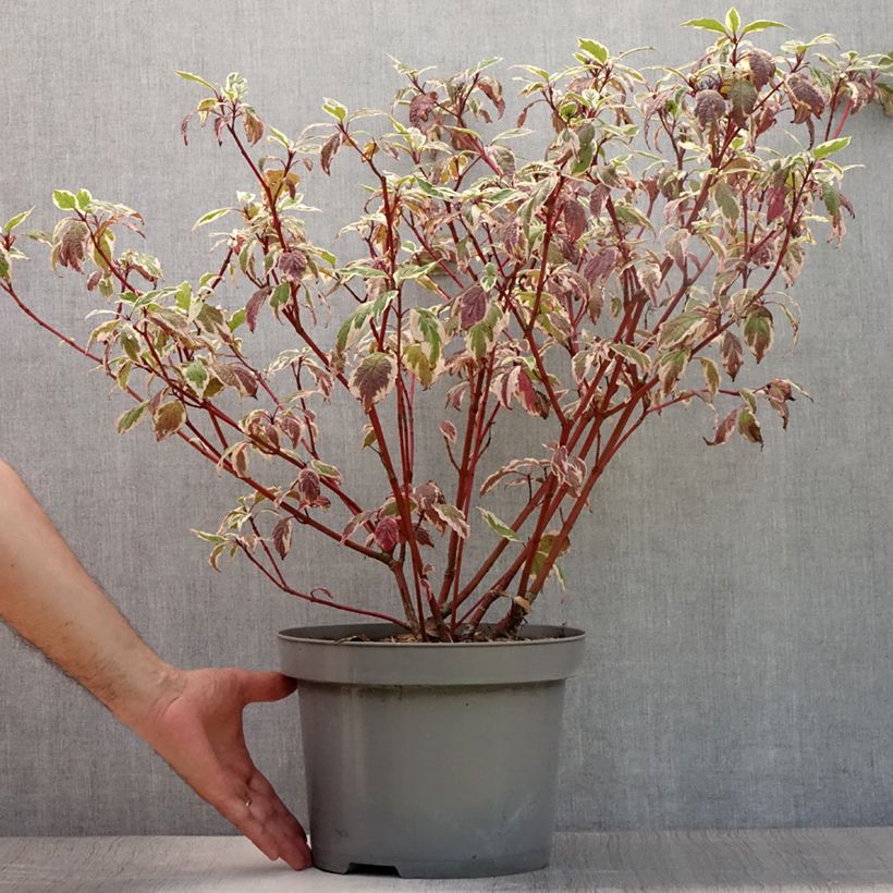 Exemplar von Cornus alba Sibirica Variegata - Tatarischer Hartriegel Topf mit 7,5L/10L wie im Sommer geliefert