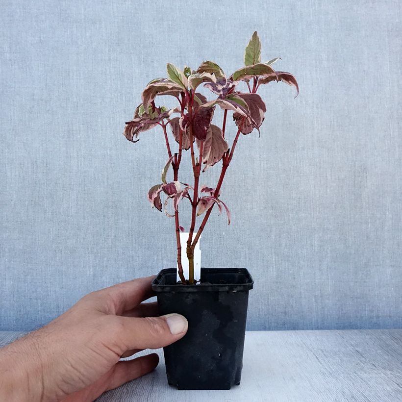 Exemplar von Cornus alba Sibirica Variegata - Tatarischer Hartriegel Kleine Töpfe von 8/9 cm wie im Sommer geliefert