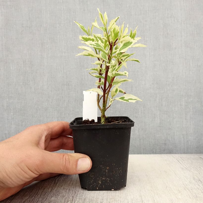 Exemplar von Cornus alba Sibirica Variegata - Tatarischer Hartriegel Kleine Töpfe von 8/9 cm wie im Frühjahr geliefert