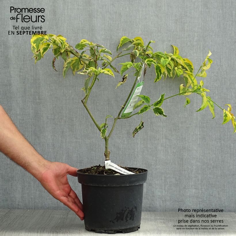Example of Cornus alternifolia Golden Shadows - Wechselblättriger Hartriegel Topf mit 4L/5L as you get in ete