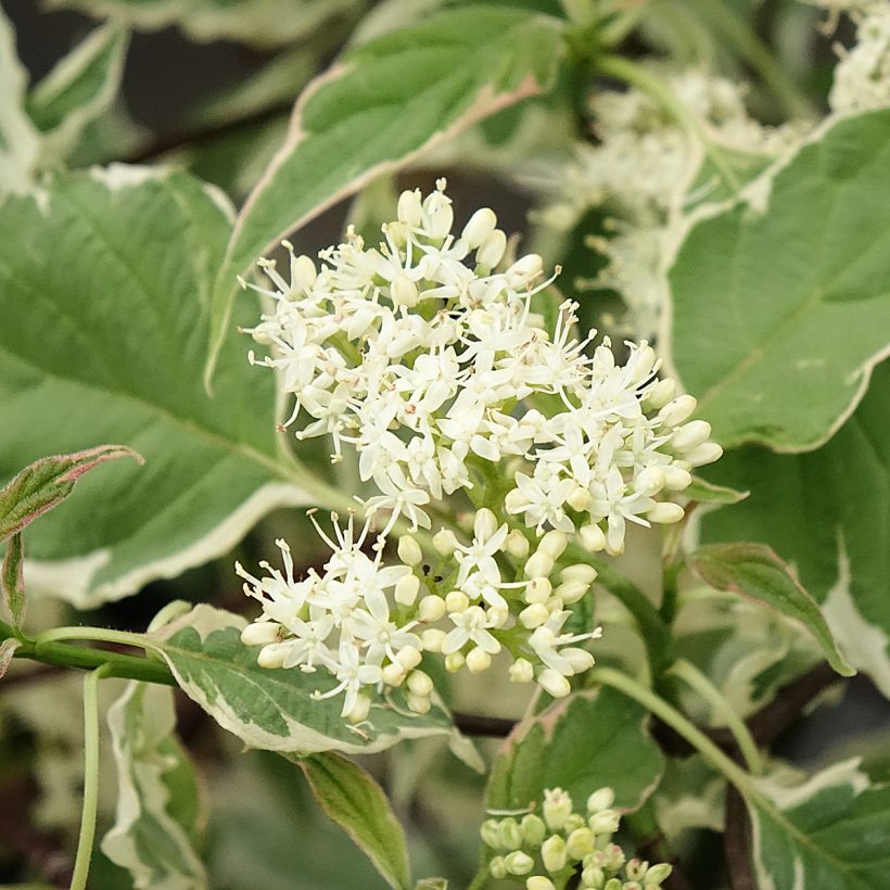 Cornus alternifolia Pinky Spots - Wechselblättriger Hartriegel (Blüte)