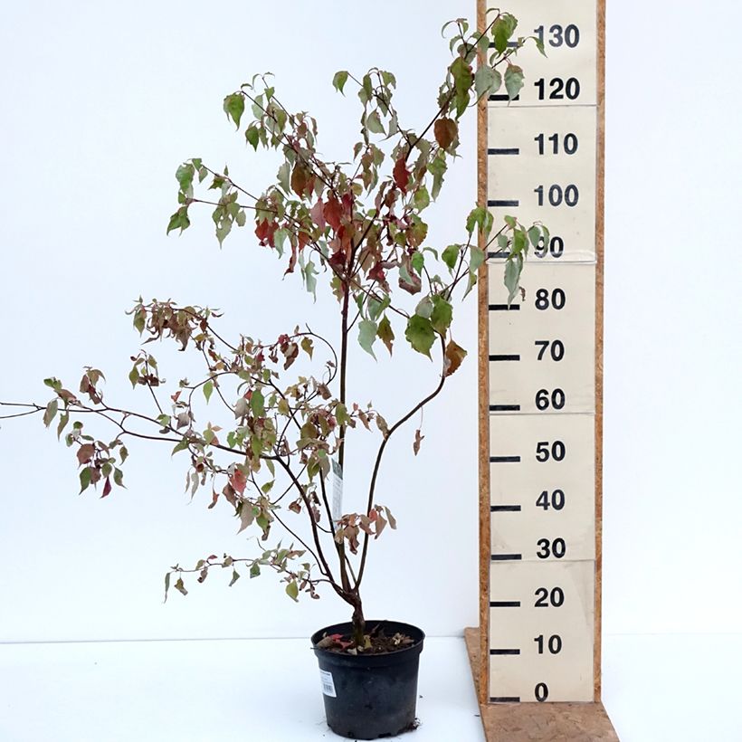 Exemplar von Cornus alternifolia Silver Giant - Wechselblättriger Hartriegel Topf mit 4L/5L wie im Herbst geliefert