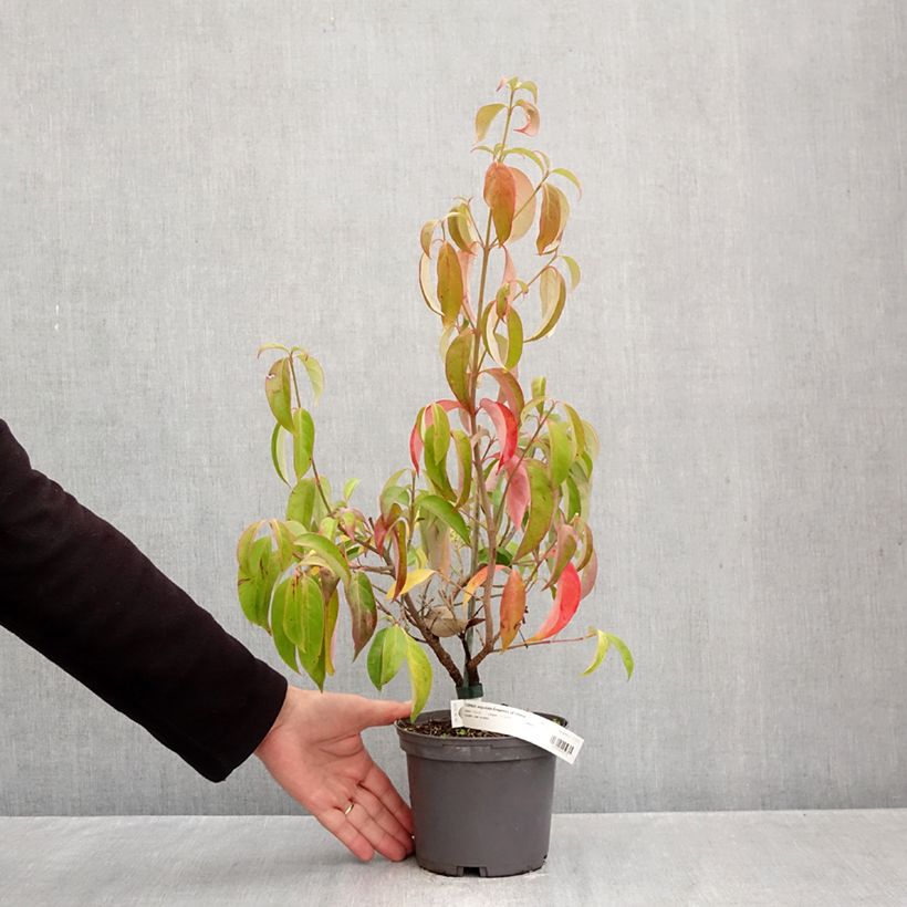 Exemplar von Cornus angustata Empress of China - Chinesischer Hartriegel Topf mit 2L/3L wie im Herbst geliefert