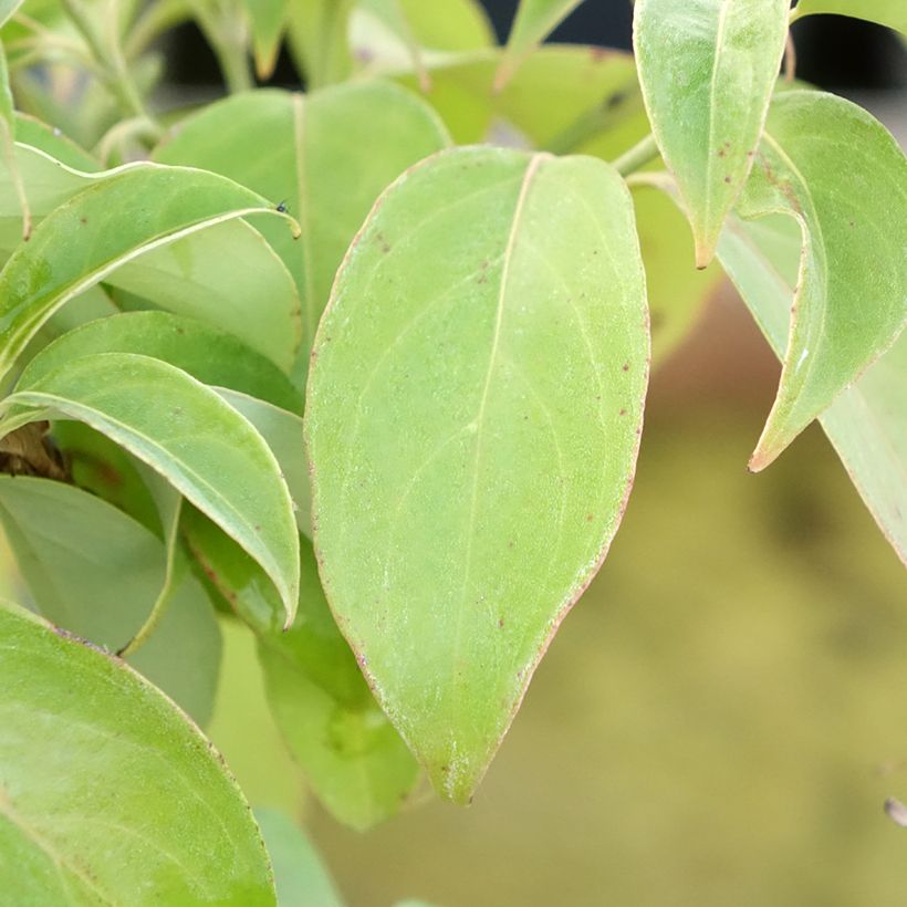 Cornus angustata Empress of China - Chinesischer Hartriegel (Laub)