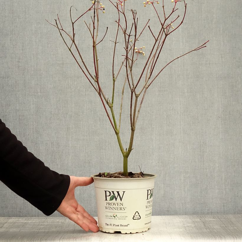 Example of Cornus asperifolia var. drummondii Sunshiny Drops - Drummonds Hartriegel Topf mit 2L/3L as you get in automne